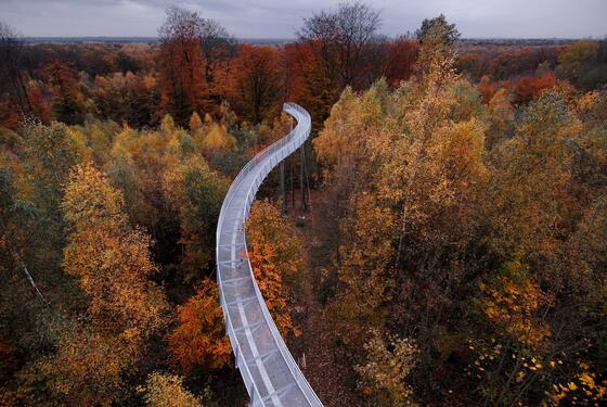 Treetop walkway - Arcadus Architect